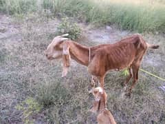 makhi chene goat with two kids for sell