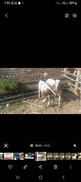 Hasil puri goats 1