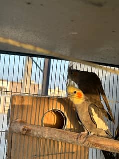 cockatiels breeder pair with chicks and lutino male