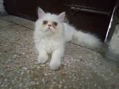 Persian kitten For Urgent Sale