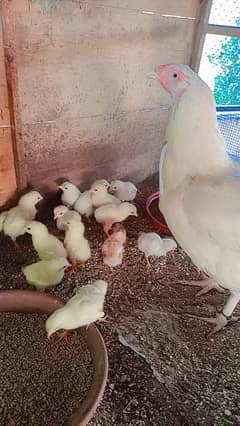 Heera/Hera/Hira good quality chicks available for sale