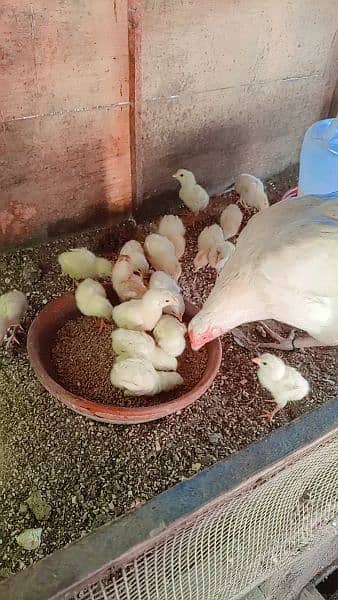 Heera/Hera/Hira good quality chicks available for sale 1