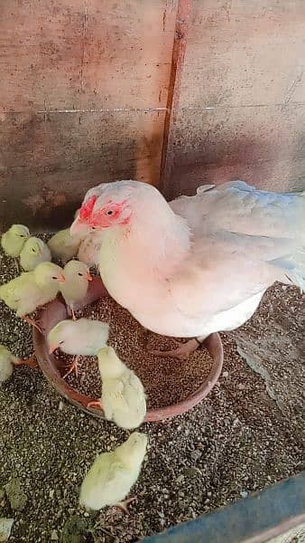 Heera/Hera/Hira good quality chicks available for sale 2