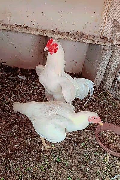 Heera/Hera/Hira good quality chicks available for sale 3