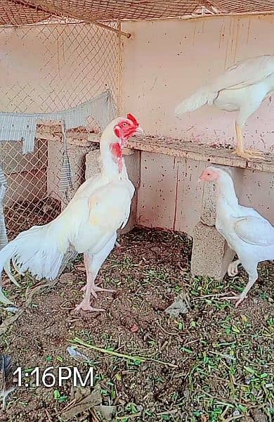 Heera/Hera/Hira good quality chicks available for sale 4