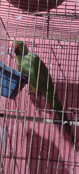 Green ringneck male parrot. breeder parrot exchange parrot 1