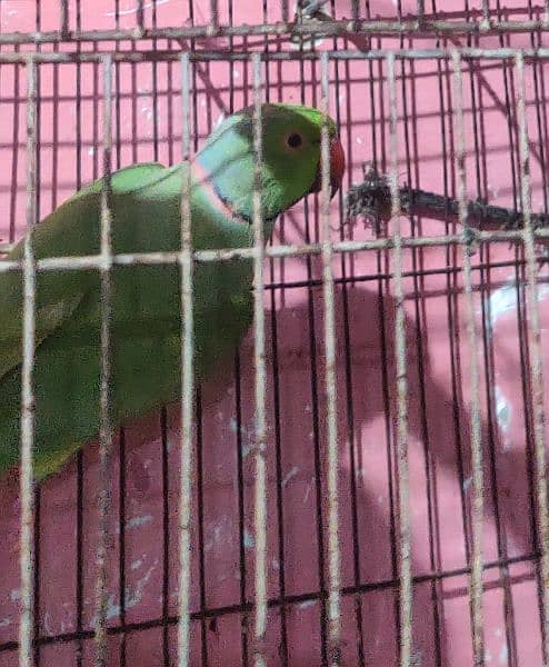 Green ringneck male parrot. breeder parrot exchange parrot 2