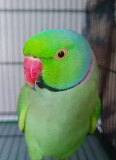 Green ringneck male parrot. breeder parrot exchange parrot