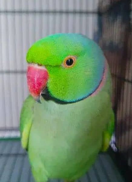 Green ringneck male parrot. breeder parrot exchange parrot 0