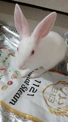 sell rabbit