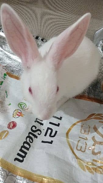 sell rabbit 1