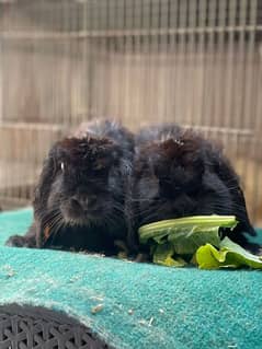 holland lop breader pair