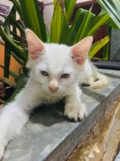 Double coat Persian male White Kitten, 3 months