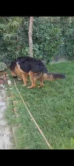 German Shepherd pedegree for sale