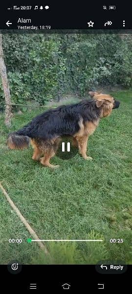 German Shepherd pedegree for sale 1