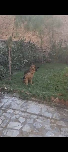 German Shepherd pedegree for sale 2