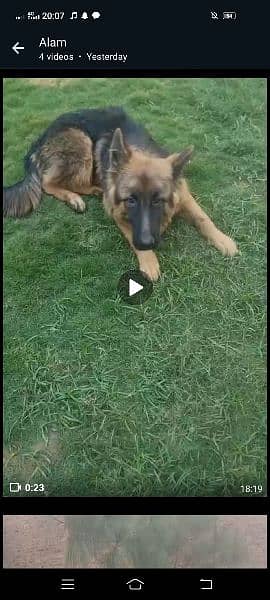 German Shepherd pedegree for sale 3