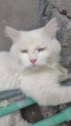 Persian blue eyes cat Male for sale