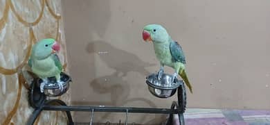 kashmiri raw parrot