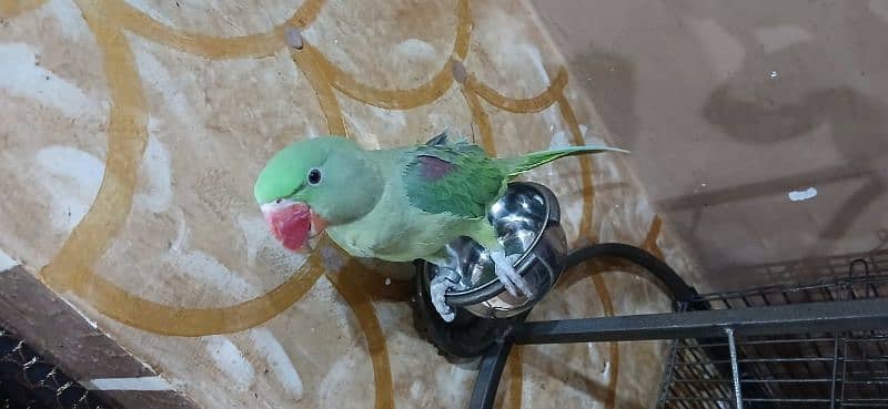 kashmiri raw parrot 1