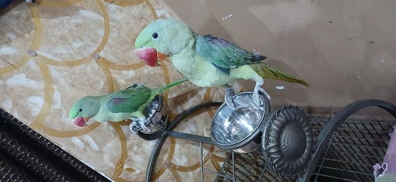 kashmiri raw parrot 4