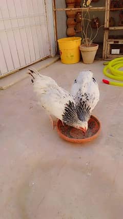 Fancy Cross hens for Sale 0