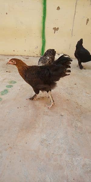 Fancy Cross hens for Sale 1