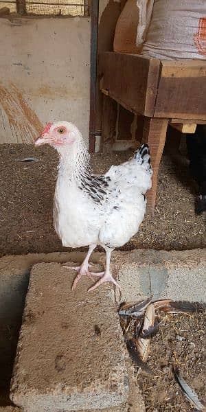 Fancy Cross hens for Sale 2