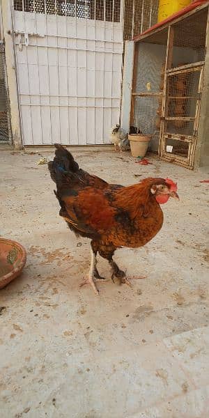 Fancy Cross hens for Sale 3