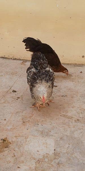 Fancy Cross hens for Sale 5