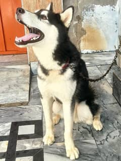 Siberian husky for sale