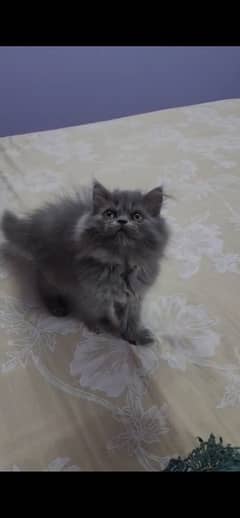 Persian Female Kittens for Sale.