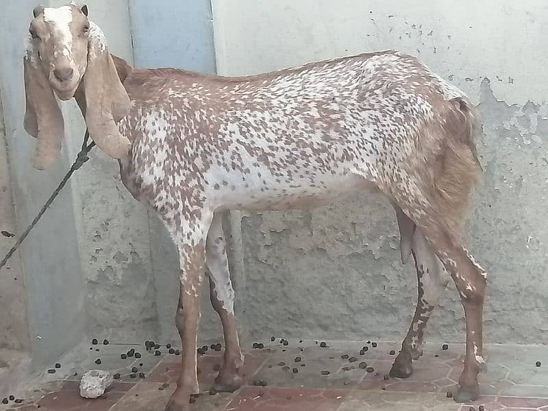 Maki cheene goat 4 sale. 1 bakra ka shat. Cnt & WhatsAp 03466101374 0