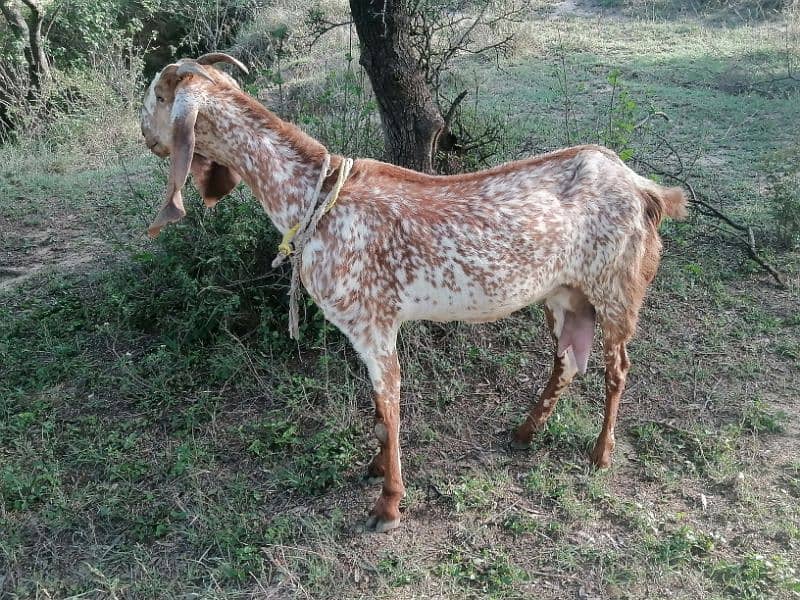 Maki cheene goat 4 sale. 1 bakra ka shat. Cnt & WhatsAp 03466101374 1