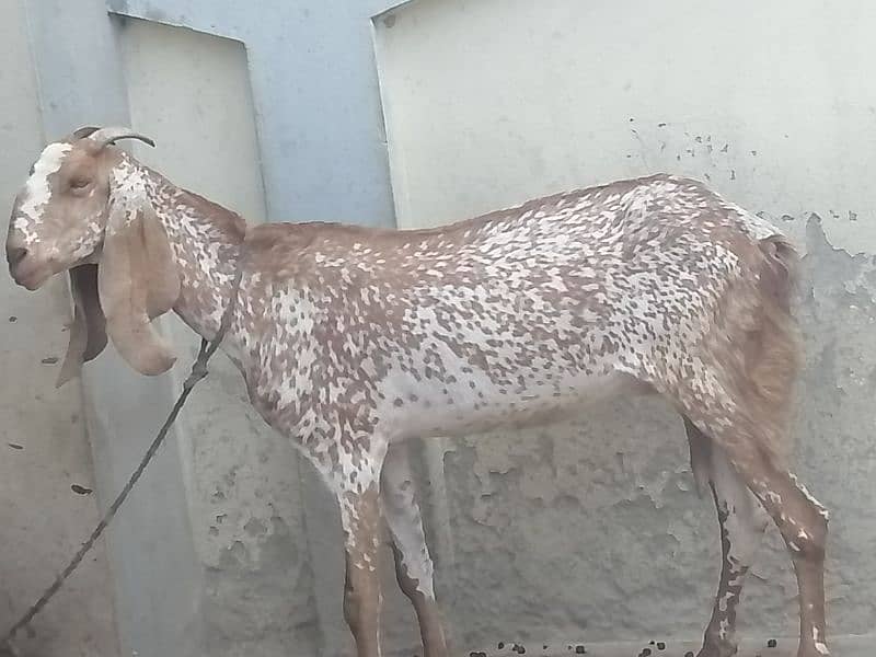 Maki cheene goat 4 sale. 1 bakra ka shat. Cnt & WhatsAp 03466101374 2