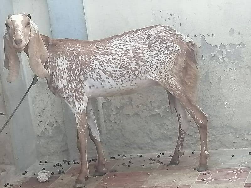 Maki cheene goat 4 sale. 1 bakra ka shat. Cnt & WhatsAp 03466101374 3