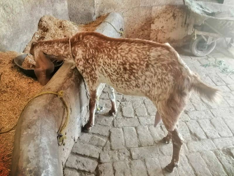 Maki cheene goat 4 sale. 1 bakra ka shat. Cnt & WhatsAp 03466101374 5