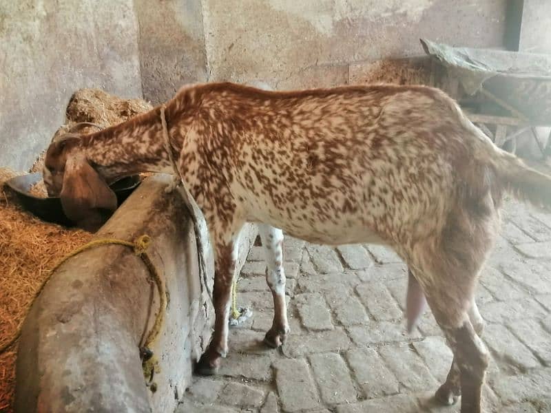 Maki cheene goat 4 sale. 1 bakra ka shat. Cnt & WhatsAp 03466101374 6