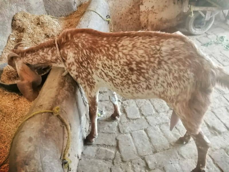 Maki cheene goat 4 sale. 1 bakra ka shat. Cnt & WhatsAp 03466101374 7