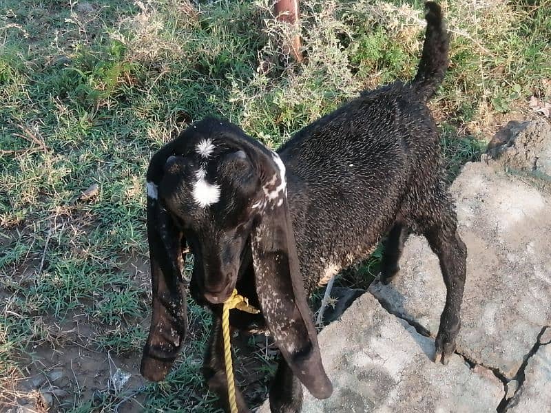 Maki cheene goat 4 sale. 1 bakra ka shat. Cnt & WhatsAp 03466101374 8