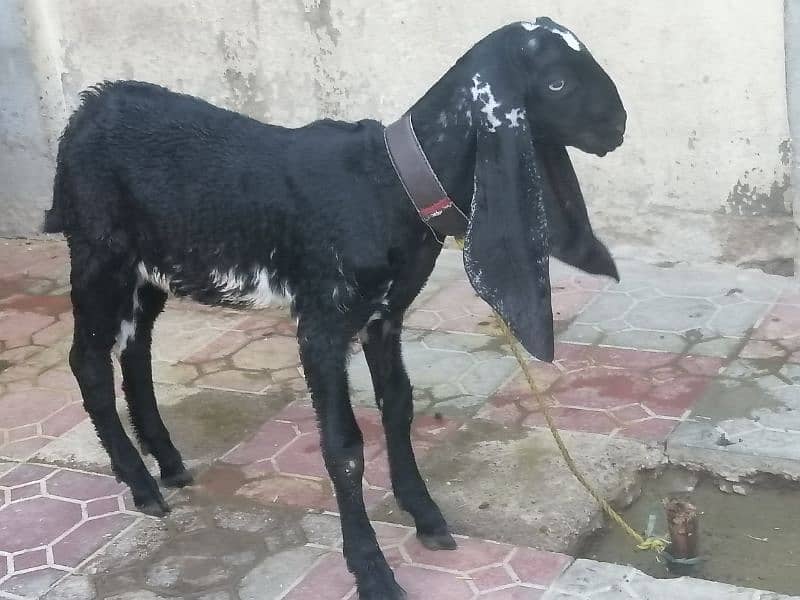 Maki cheene goat 4 sale. 1 bakra ka shat. Cnt & WhatsAp 03466101374 9