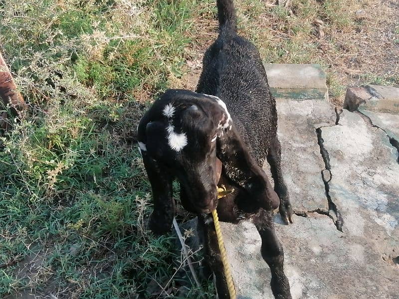 Maki cheene goat 4 sale. 1 bakra ka shat. Cnt & WhatsAp 03466101374 10