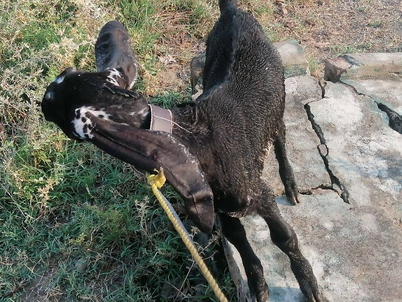 Maki cheene goat 4 sale. 1 bakra ka shat. Cnt & WhatsAp 03466101374 11