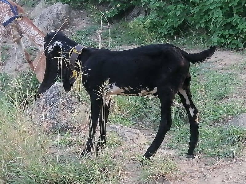 Maki cheene goat 4 sale. 1 bakra ka shat. Cnt & WhatsAp 03466101374 13