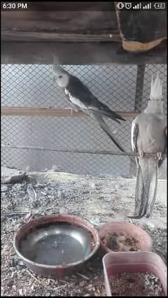 White face cocktail breeder pair, budgie