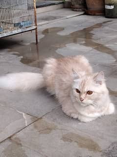 Persian female cats available 0