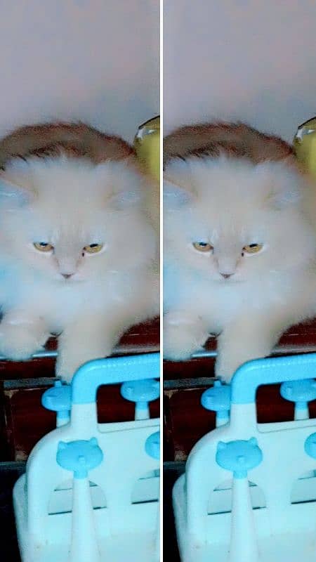 Persian female cats available 1