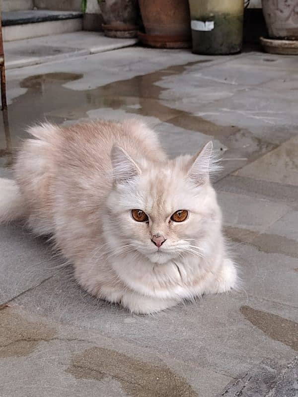 Persian female cats available 2