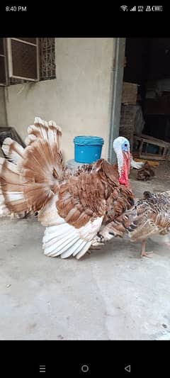 Turkey breader pair