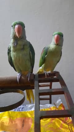 kashmiri Raw parrot pair